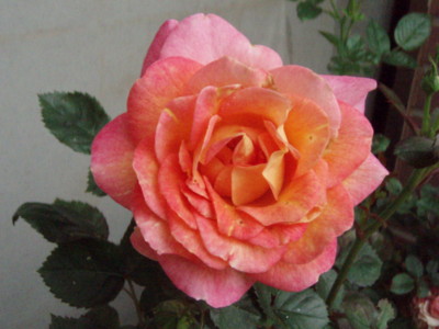 f:id:bluemoonbell:20100525062746j:image