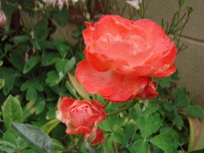 f:id:bluemoonbell:20100525062759j:image