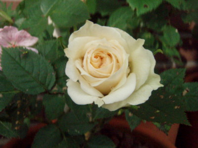 20100525062828