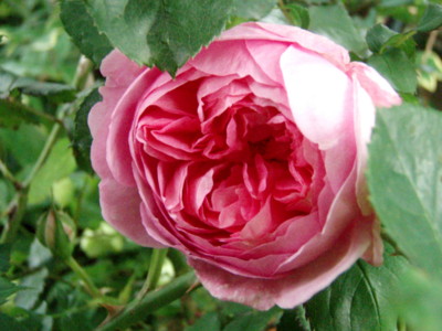 f:id:bluemoonbell:20100525062856j:image