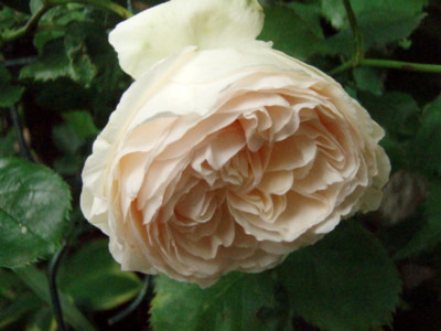 f:id:bluemoonbell:20100525062922j:image