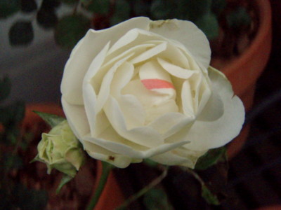 20100525063329