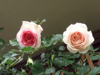 20100526060921