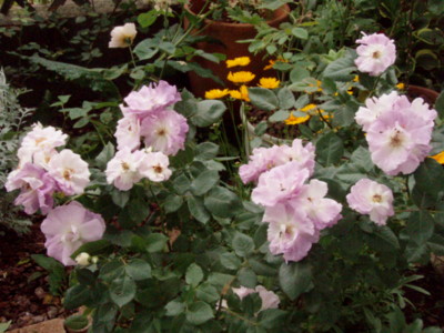 f:id:bluemoonbell:20100528092650j:image