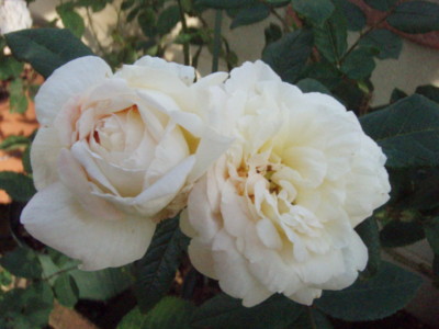 20100528164326