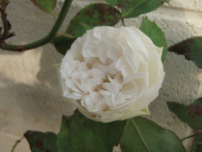 20100528164341