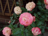 20100528164735