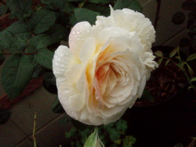 f:id:bluemoonbell:20100530062533j:image