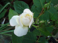 f:id:bluemoonbell:20100531073521j:image:left