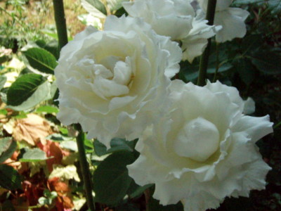 f:id:bluemoonbell:20100531073539j:image