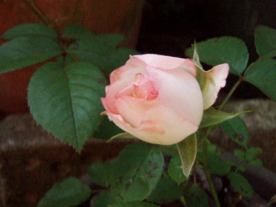 f:id:bluemoonbell:20100531074331j:image