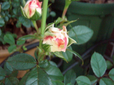 f:id:bluemoonbell:20100531074348j:image