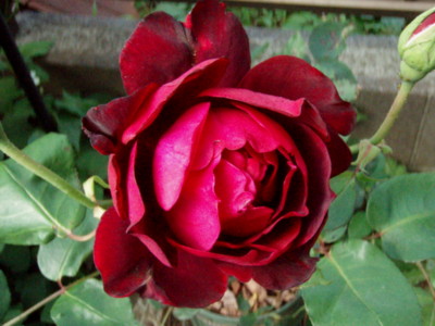 f:id:bluemoonbell:20100531082542j:image