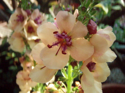 f:id:bluemoonbell:20100602063345j:image