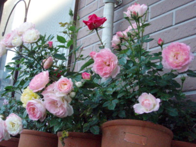 f:id:bluemoonbell:20100603060100j:image