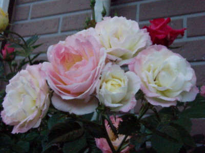 20100603060115
