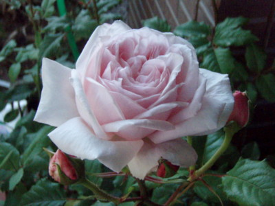 20100603060257