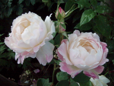 f:id:bluemoonbell:20100605162231j:image