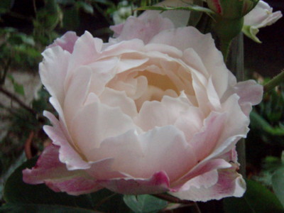 f:id:bluemoonbell:20100605162239j:image