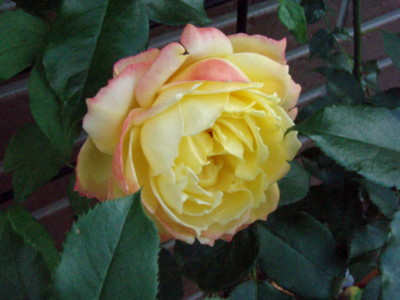 f:id:bluemoonbell:20100605162534j:image