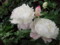 20100607171701