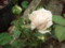 20100608062843