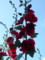 20100616160042
