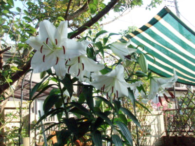 f:id:bluemoonbell:20100722065207j:image