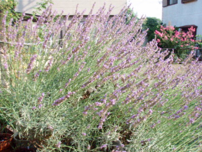f:id:bluemoonbell:20100722065236j:image