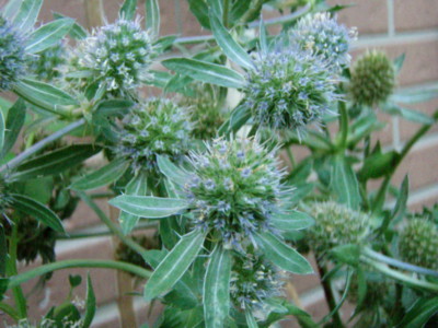 f:id:bluemoonbell:20100722065317j:image