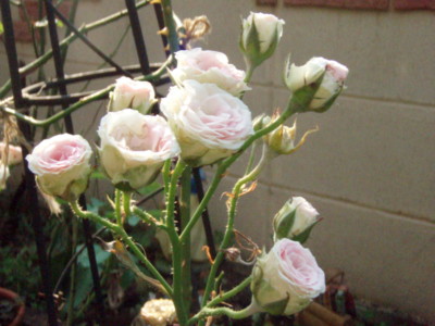 f:id:bluemoonbell:20100722065332j:image