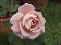 f:id:bluemoonbell:20101017062821j:image:left