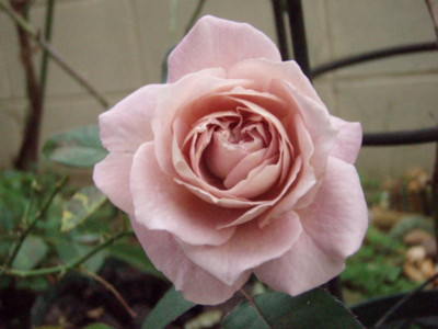 f:id:bluemoonbell:20101017062902j:image