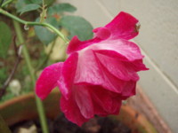 f:id:bluemoonbell:20101017062936j:image:left