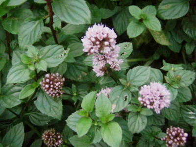 f:id:bluemoonbell:20101017063012j:image