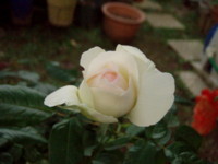 f:id:bluemoonbell:20101017161203j:image:left
