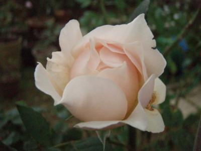 f:id:bluemoonbell:20101020060718j:image