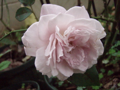 f:id:bluemoonbell:20101020060817j:image