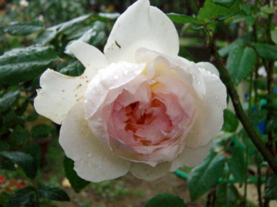 f:id:bluemoonbell:20101021060147j:image
