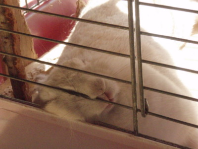 f:id:bluemoonbell:20101023085933j:image