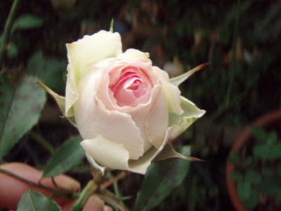 f:id:bluemoonbell:20101027074434j:image