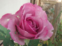 f:id:bluemoonbell:20101027074540j:image:left