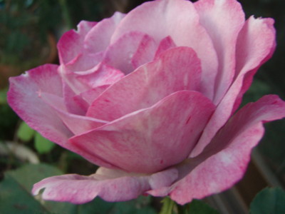 f:id:bluemoonbell:20101027141827j:image