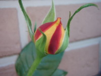 f:id:bluemoonbell:20101027141846j:image:left