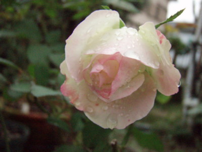 f:id:bluemoonbell:20101029063344j:image