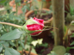 f:id:bluemoonbell:20101029063418j:image:left