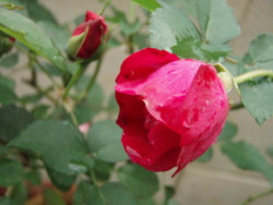 f:id:bluemoonbell:20101029063515j:image:left