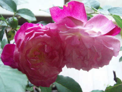 f:id:bluemoonbell:20101101074249j:image