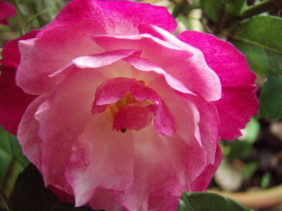 f:id:bluemoonbell:20101101123949j:image