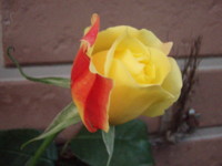 f:id:bluemoonbell:20101103062700j:image:left